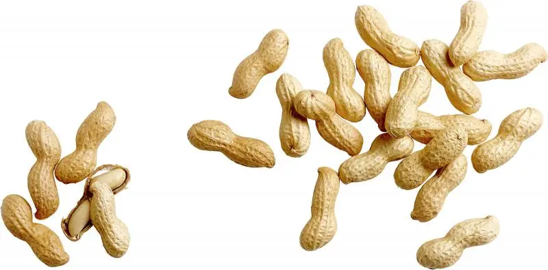 Seeberger Nuts | Seeberger Peanuts Jumbo | Seeberger Food | German Nuts | 17,6 Ounce Total - Image 3